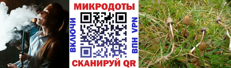 Псилоцибиновые грибы Cubensis  что такое   Клинцы 